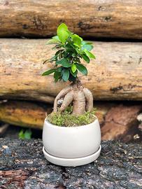 Bonsai elegante