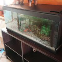 Acquario