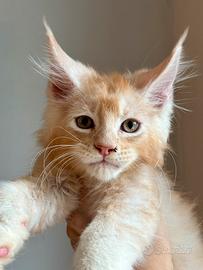 Maine Coon