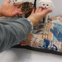 Cuccioli di gattini scottish straight e fold