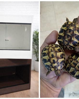 Tartaruga Hermannii+terrario + lampada+substrato