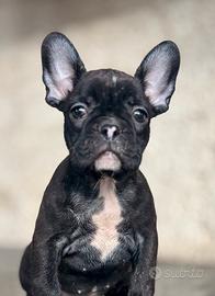 Ultima cucciola di Bulldog Francese