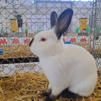 Coniglio razza Russo