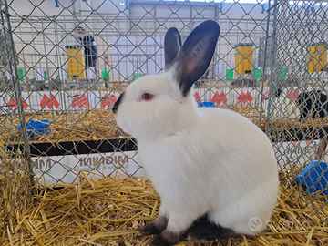 Coniglio razza Russo