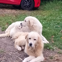 Pastori maremmani da guardiania