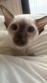 Siamesi pura razza gattino