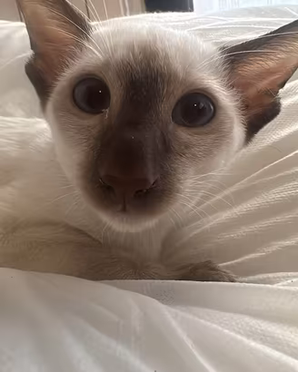 Siamesi pura razza gattino
