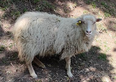 Femmina di pecora d'ouessant