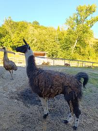 Lama