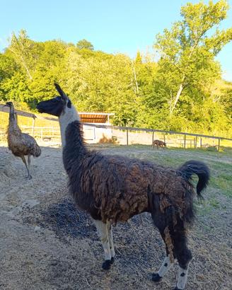Lama