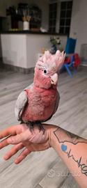 Pappagallo cacatua rosa.