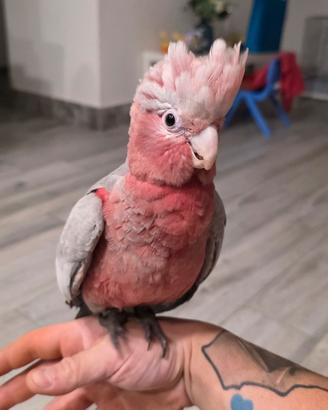 Pappagallo cacatua rosa.