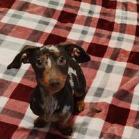 Bassotto kaninchen femmina