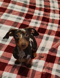 Bassotto kaninchen femmina