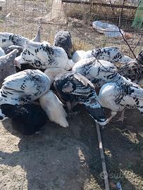 Tacchini maschi ermellinati