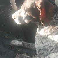 Bracco femmina x accoppiare