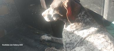 Bracco femmina x accoppiare