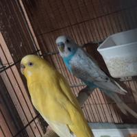 Pappagallo ondulato cocorite