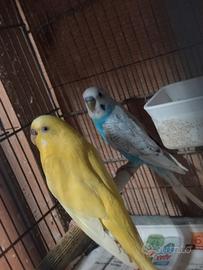 Pappagallo ondulato cocorite