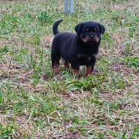 Rottweiler cuccioli pedigree ENCI