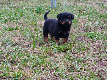 Rottweiler cuccioli pedigree ENCI