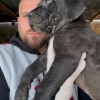 Cane corso