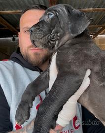 Cane corso