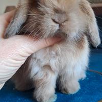 Cucciolo coniglio ariete nano minilop