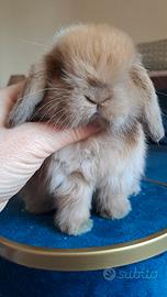 Cucciolo coniglio ariete nano minilop