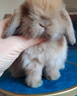 Cucciolo coniglio ariete nano minilop