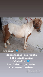 Pony in venditaa