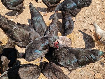 Australorp