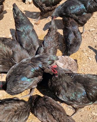 Australorp