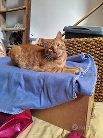 Rosso amabile: vincent