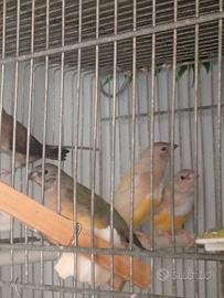 Diamanti di Gould
