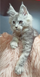 Maine coon adorabile