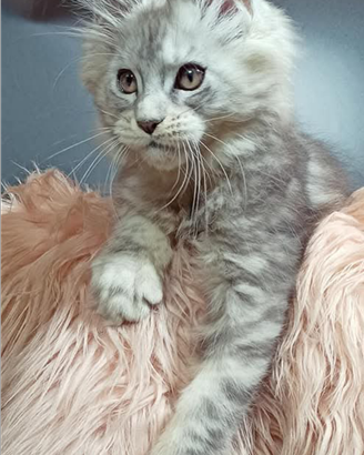 Maine coon MAESTOSO & ADORABILE