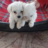 Cuccioli maltesi