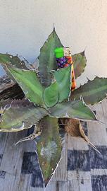 Agave Titanota “Shark Teeth” - Piante Grasse Cacti