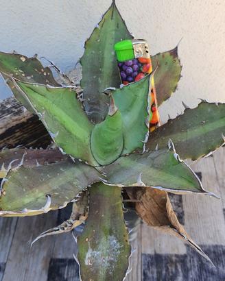 Agave Titanota “Shark Teeth” - Piante Grasse Cacti