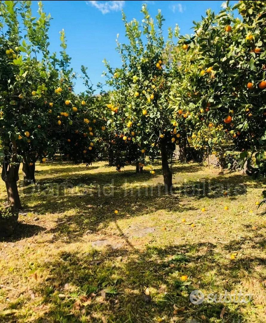 Terreno agricolo e deposito Fiumefreddo di Sicilia - Vista 2