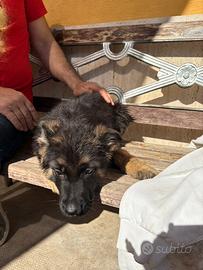 Cuccioli di pastore tedesco originali