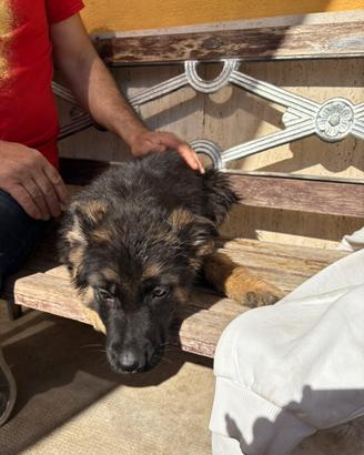 Cuccioli di pastore tedesco originali