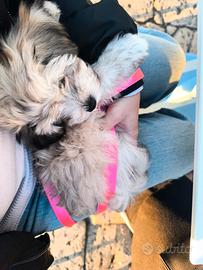 Splendida cucciola maltipoo