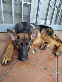 Cane corso cucciola di 5 mesi