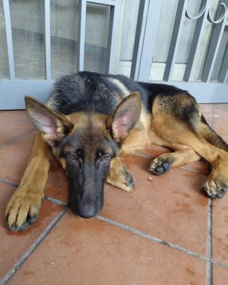 Cane corso cucciola di 5 mesi