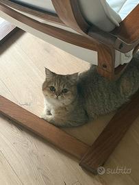 British Shorthair 1 anno