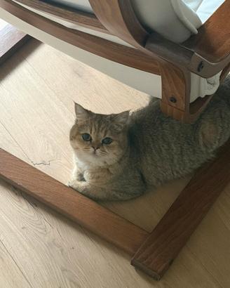 British Shorthair 1 anno