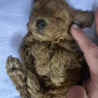 Barboncino Maschio Toy Allevato in casa con Amore