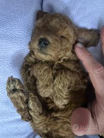 Barboncino Maschio Toy Allevato in casa con Amore